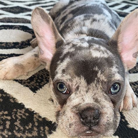 buldog francuski blue merle|Blue Merle French Bulldog – Everything You Want to。